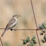 Hypolaïs polyglotte (Espagne)