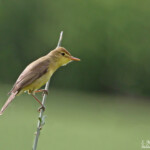 Hypolaïs polyglotte (Valensole, 04)