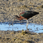 Ibis flacinelle - Delta de l'Ebre