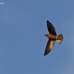 Hirondelle des Mascareignes, aéroport de La Réunion