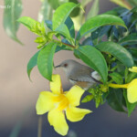 Zostérops gris de la Réunion, aéroport de l'île de la Réunion