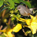 Zostérops gris de la Réunion, aéroport de l'île de la Réunion