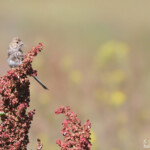 Linotte à bec jaune (Arménie)
