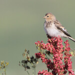 Linotte à bec jaune (Arménie)
