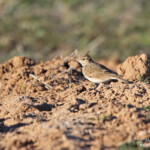 Cochevis huppé - Castelldans