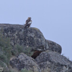 Aigle royal - Castelldans