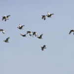 Outardes canepetières
