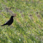 Crave à bec rouge - Castelldans, Espagne