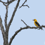 Loriot d'Europe (Aix, 13)