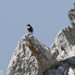 Merle à plastron (Sainte-Victoire, 13)