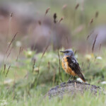 Monticole de roche (Arménie)