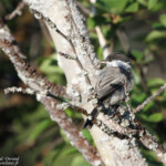 Mésange boréale (Norvège)