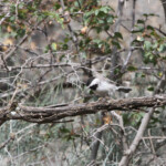 Mésange lugubre (Arménie)