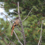 Mésangeai imitateur (Norvège)