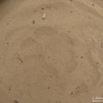 Trace de lion (Mkuze)