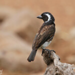 Barbican oreillard - White-eared Barbet (Mkuze)
