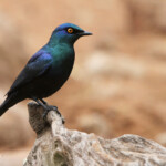 Choucador à épaulettes rouges - Cape starling (Mkuze)