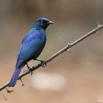 Choucador à épaulettes rouges - Cape starling (Mkuze)