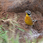 Bruant à poitrine dorée - Golden-breasted Bunting (Mkuze)