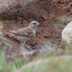 Moineau sud-africain - Southern Grey-headed Sparrow (Mkuze)