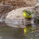 Serin du Mozambique - yellow-fronted canary (Mkuze)