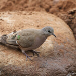 Tourtelette émeraudine - Emerald-spotted Wood Dove (Mkuze)