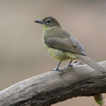 Bulbul à poitrine jaune - Yellow-bellied Greenbul (Mkuze)