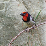 Barbican à collier (Mkuze)