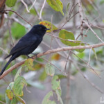 Gobemouche sud-africain - Southern Black Flycatcher(Mkuze)