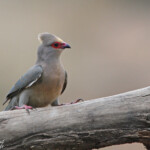 Coliou kiriva (Mkuze)