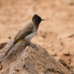 Bulbul tricolore - dark-capped bulbul (Mkuze)