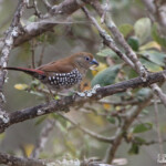 Sénégali de Verreaux - Pink-throated-twinspot (Mkuze)