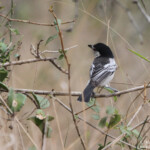 Cubla boule de neige (Mkuze)