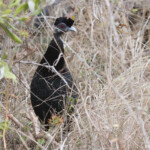 Pintade de Pucheran - Crested Guineafowl (Mkuze)
