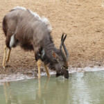 Nyala - Mkuze