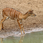 Nyala - Mkuze