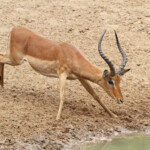 Impala-Mkuze