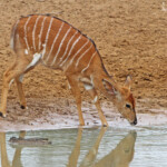 Nyala - Mkuze
