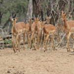 Impala-Mkuze