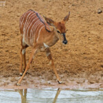 Nyala - Mkuze