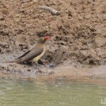 Piqueboeuf à bec rouge (Mkuze)