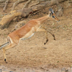 Impala-Mkuze