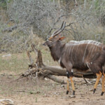 Nyala - Mkuze