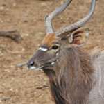 Nyala - Mkuze