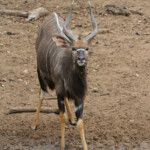 Nyala - Mkuze