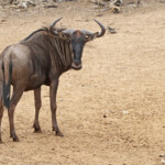 Gnou - Mkuze