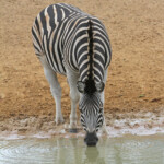 Zèbre des plaines (Mkuze)