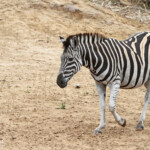 Zèbre des plaines (Mkuze)