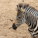 Zèbre des plaines (Mkuze)
