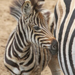 Zèbre des plaines (Mkuze)